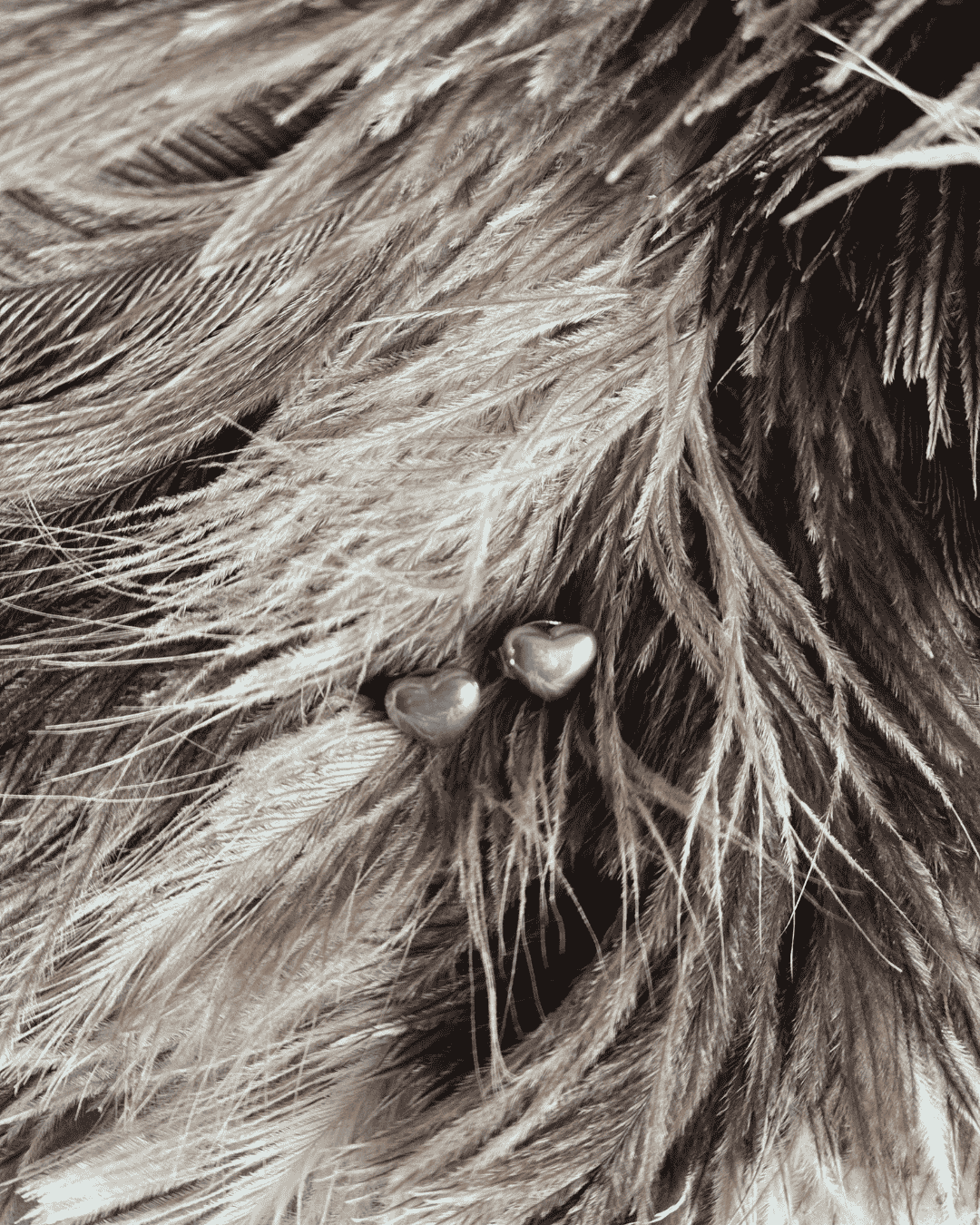 Hearts earrings avelora jewelry steinless steel feathers